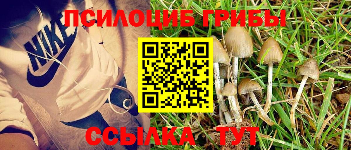 Псилоцибиновые грибы Psilocybine cubensis Нововоронеж